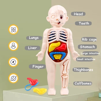 3D Монтессори Головоломка Манекен Анатомическая Модель Человека Детские Обучающие Органы Игрушки Обучающие Инструменты Для Обучения Телу