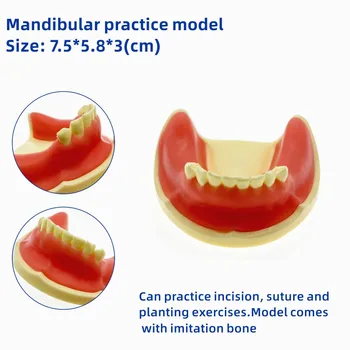 Практика имплантации зубов, изучение стоматологии, обучение моделированию зубов, Учебные материалы по стоматологии
